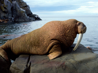 Illustration for article titled Somebody Has To Say It: These Female Creatures Are Grotesquely Fat